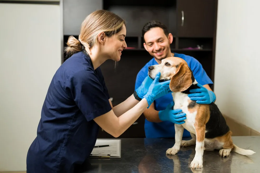 Veterinary Solutions